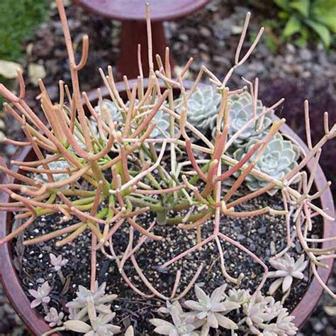 Euphorbia 'Tirucalli' Firesticks – Succulents World