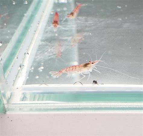 Red Cherry Shrimp – Tim's Shrimpery & Aquatics