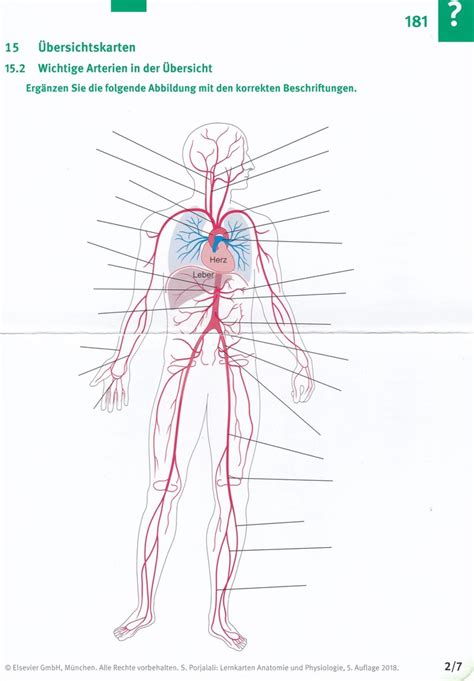 Wichtige Arterien in der Übersicht Diagram Quizlet