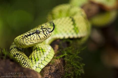 Sumatran Pitviper Trimeresurus Sumatranus Alex Hyde