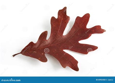 Oak tree leaf stock photo. Image of isolated, fall, shadow - 6992450