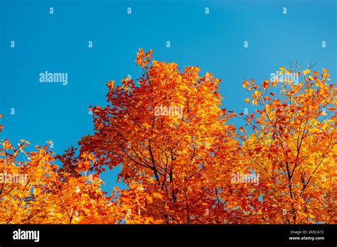 Fall colors in the mountains Stock Photo - Alamy