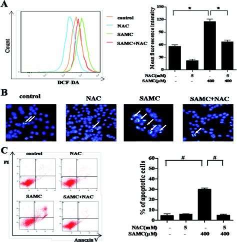 S Allylmercaptocysteine Induces G M Phase Arrest And Apoptosis Via