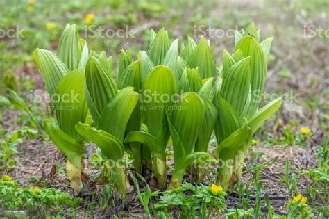 Grass With Large Green Leaves Of False Hellebore Corn Lilies Or