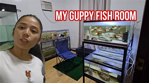 New Guppy Fish Room Set Up Youtube