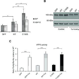 Characterisation Of Mtal Cells Expressing Wild Type Or Mutant