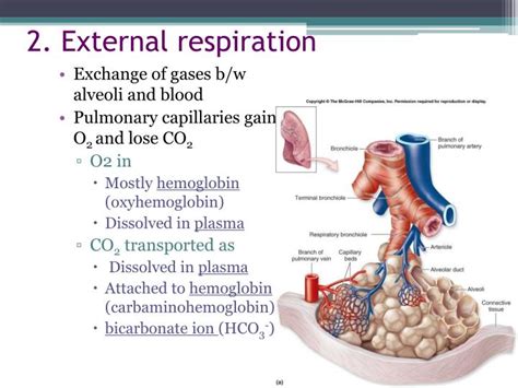 Ppt Respiration Powerpoint Presentation Id1757215