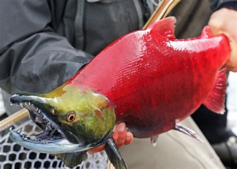 Record Fish Caught in Alaska | Stacker