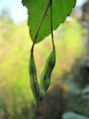 Chickens enjoy jewelweed seeds | Avian Aqua Miser