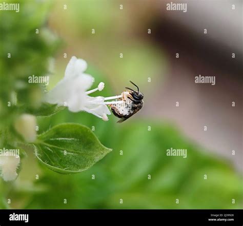 A Shallow Focus Of A Honey Bee On A White Flower With A Blurry