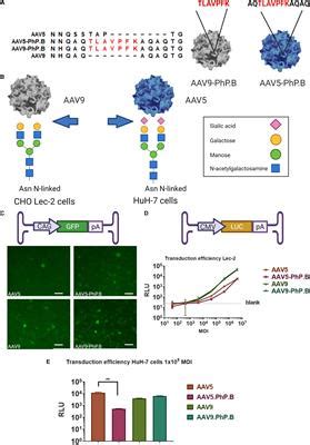 Frontiers PhP B Enhanced Adeno Associated Virus Mediated Expression