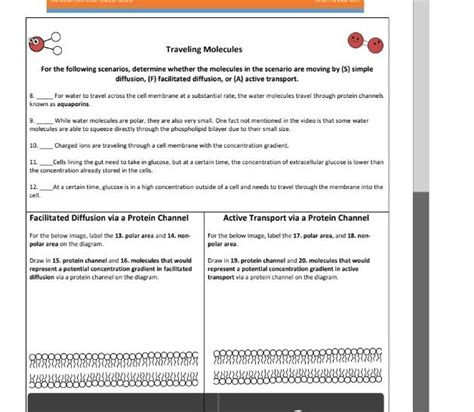 Amoeba Sisters Video Recap Cell Transport Answer Key Back Am