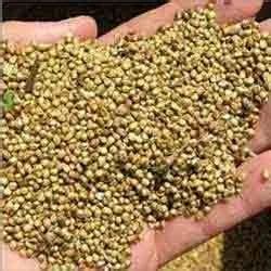 Bajra Millet At Best Price In Hapur By Surya Cattle Poultry Feeds