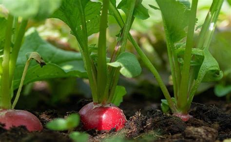 Aprende A Plantar Rabanitos En Tu Huerto