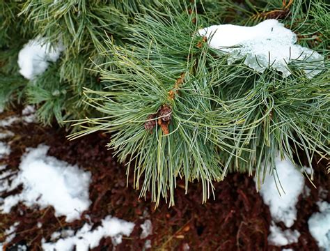 Create a Whimsical DIY Winter Garden with a Mini Conifer Forest