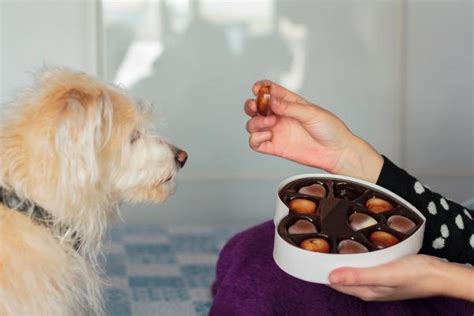 Cuanto Chocolate Puede Matar A Tu Perro