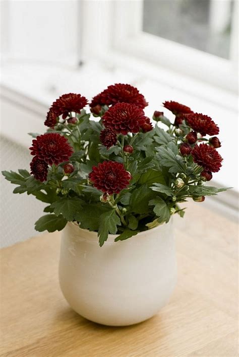 Пин от пользователя Vrózsa на доске Virágok. | Цветочные горшки ...