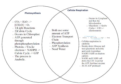 Sean Nguyen Biology AP Blog: Photosynthesis and Cellular Respiration ...