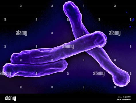 Scanning electron micrograph of the bacterium Mycobacterium ...