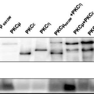 Pkc Phosphorylates And Activates Pkc In Vitro The Indicated Purified