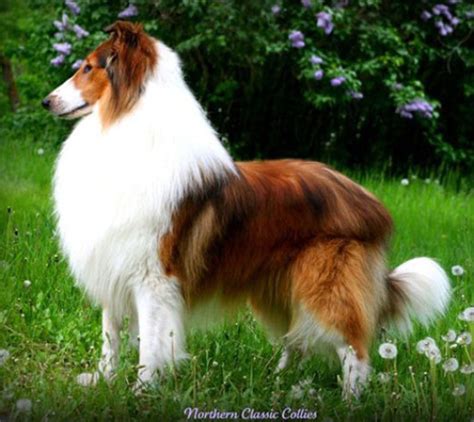 63 Irish Collie L2sanpiero