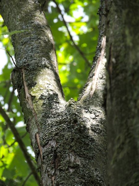 Lichen My Maple Gardens Eye View