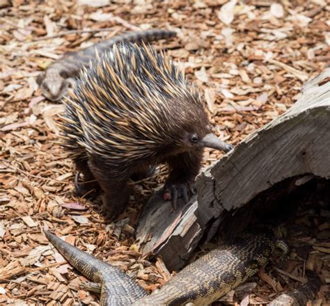 Anteater Eating Ants Stock Photos, Pictures & Royalty-Free Images - iStock