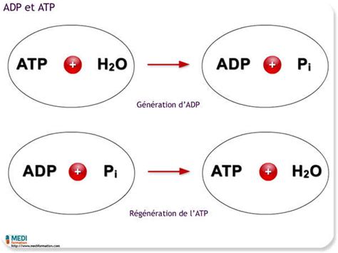 BIO WEB 2 0 L ATP