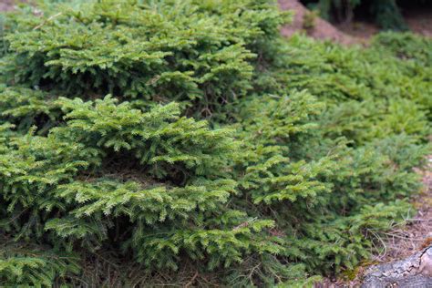 Birds Nest Spruce Plant Care And Growing Guide