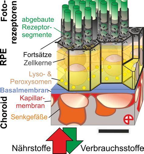 Bruch-Membran - Wikiwand