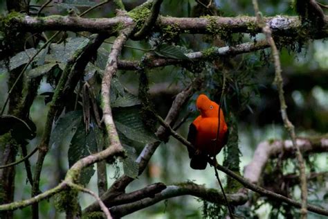 Galo Da Serra Andino Rupicola Peruvianus Ideias Inteligentes