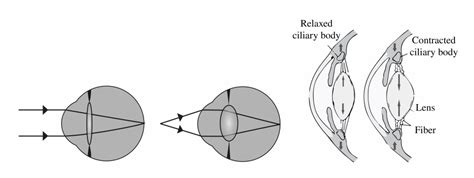 35 The Human Eye Physics Libretexts