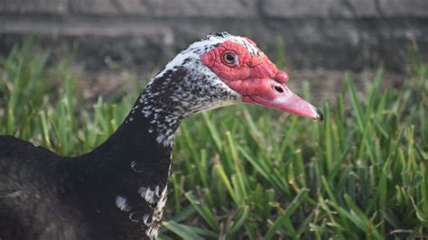 A Complete Guide To Muscovy Duck Care - The Garden Magazine