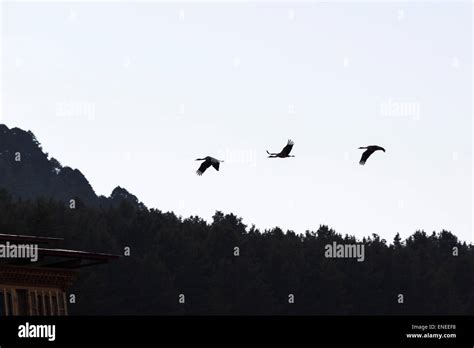 Black-necked cranes, Phobjikha Valley, Western Bhutan, Asia Stock Photo ...