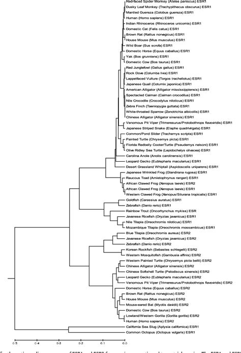 Pdf Effects Of The Environmental Estrogenic Contaminants Bisphenol A