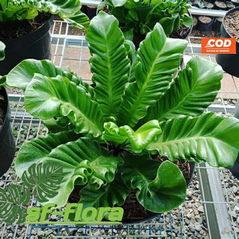 Jual Tanaman Hias Kadaka Lasagna Tanaman Kadaka Lasagna Asplenium