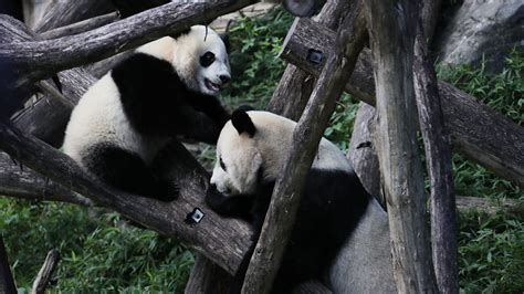 National Zoo to FedEx Giant Pandas Back to China by Mid-November