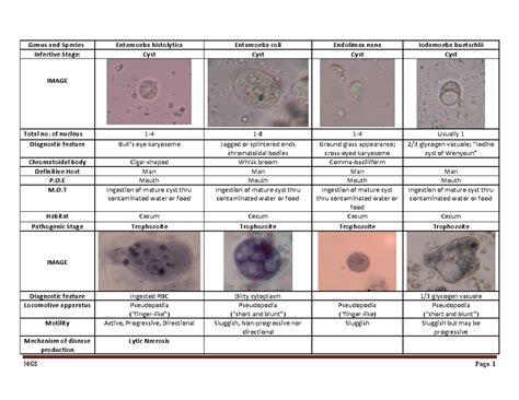 Parasitology Lab Prelim To Finals Genus And Species Entamoeba Histolytica Entamoeba Coli