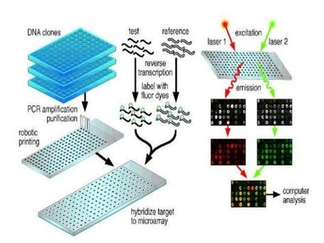 dna microarray