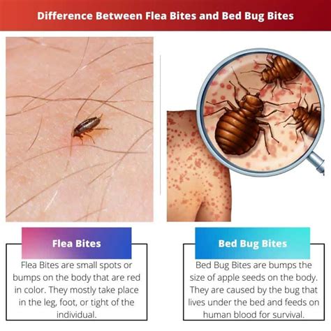 Flea Bites Vs Bed Bug Bites Difference And Comparison Ask Any Difference