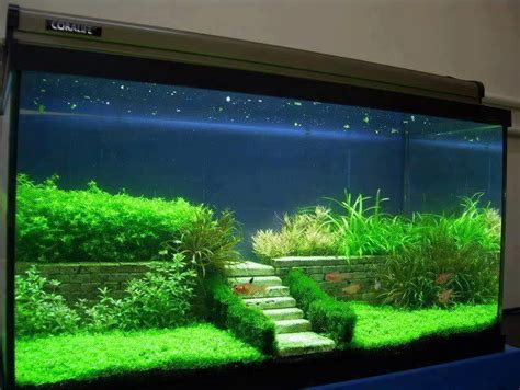 Déco pour votre aquarium 17 idées Laissez vous inspirer