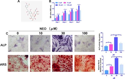 Neo Promoted The Proliferation And Osteogenic Differentiation Of Bmscs