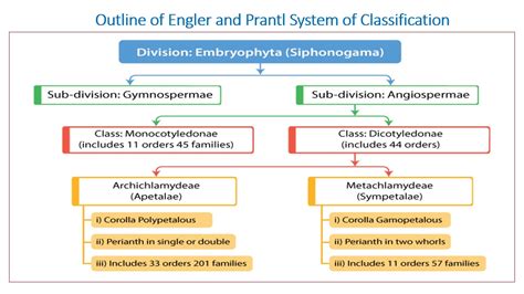 Engler And Prantl System Of Classification YouTube