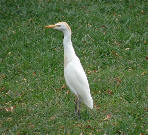 Northern Illinois Birder: Cattle Egret