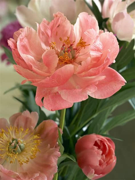 Pale Pink Peony Stock Image Image Of Frshness Summer 45449997