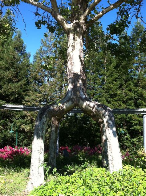 Circus Tree At Gilroy Gardens Gilroy Gardens Plants Garden Arch