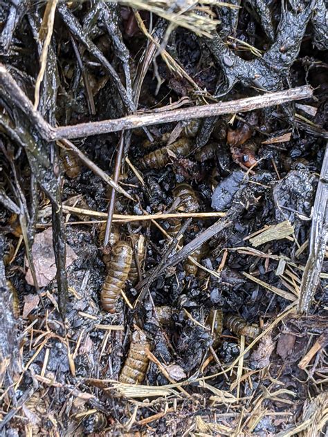 What Are These Bugs That Are In My Compost And Are They A Problem R Composting