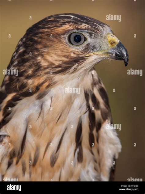 Juvenile Broad Winged Hawk (about one year Stock Photo - Alamy