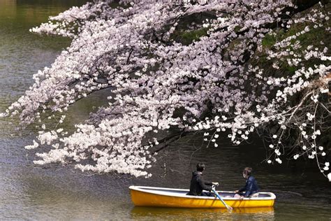 Hình ảnh hoa anh đào nở rộ ở Tokyo