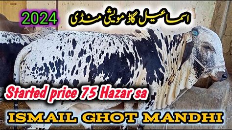 Ismail Goth Mandi 75 Hazar Se 3 Lack Tak Main Janwar 2024 Qurbani